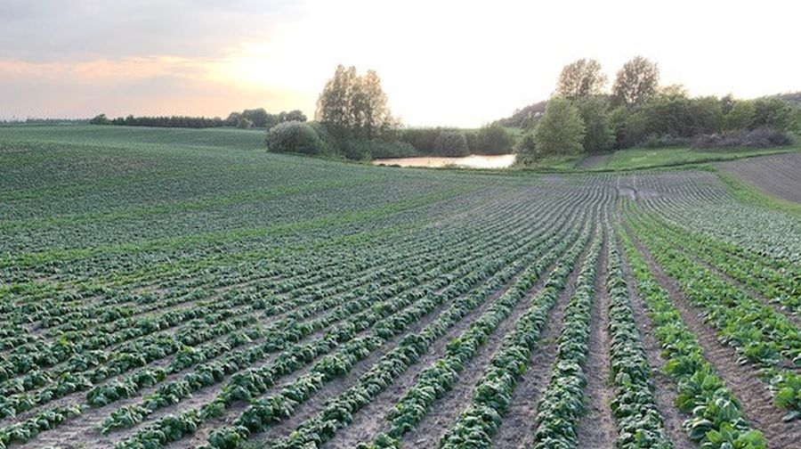 Gælden Falder I Landbruget